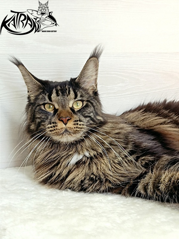 Katran Westa - Adult maine-coon 1 year 1 month 2 weeks