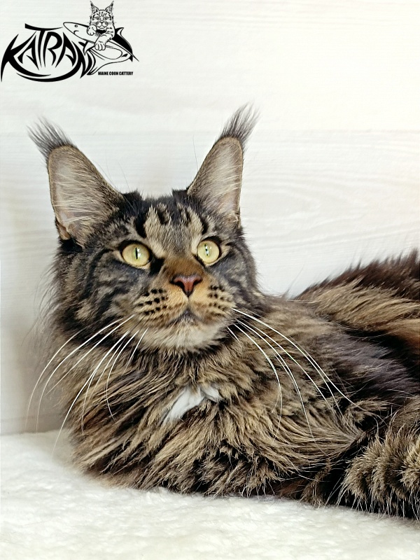 Katran Westa - Adult maine-coon 1 year 1 month 2 weeks