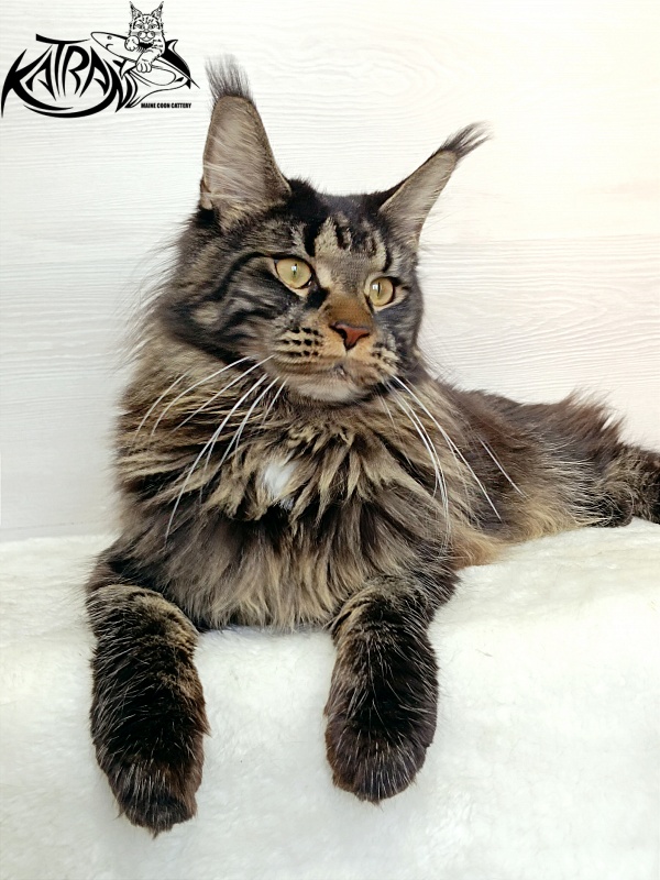 Katran Westa - Adult maine-coon 1 year 1 month 2 weeks
