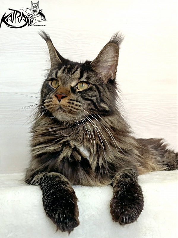 Katran Westa - Adult maine-coon 1 year 1 month 2 weeks