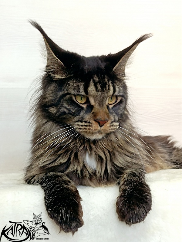 Katran Westa - Adult maine-coon 1 year 1 month 2 weeks