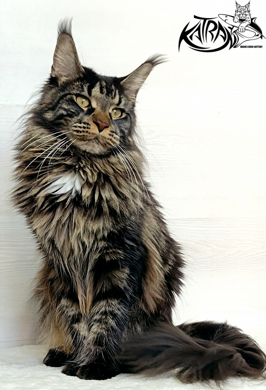 Katran Westa - Adult maine-coon 1 year 1 month 2 weeks