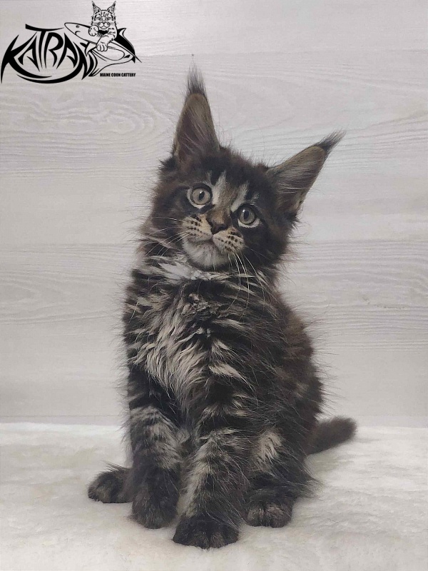 Katran Westa - Kitten maine-coon 1 month 3 weeks