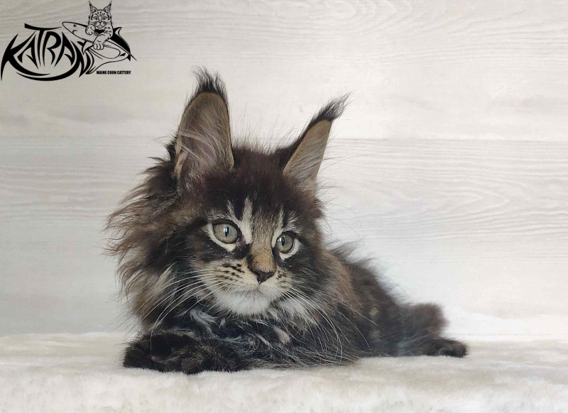 Katran Werona - Котенок мейн-кун 2 месяца