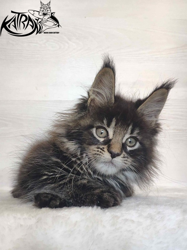 Katran Werona - Котенок мейн-кун 2 месяца