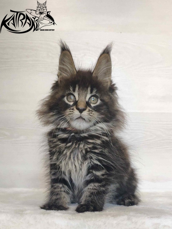 Katran Werona - Котенок мейн-кун 2 месяца