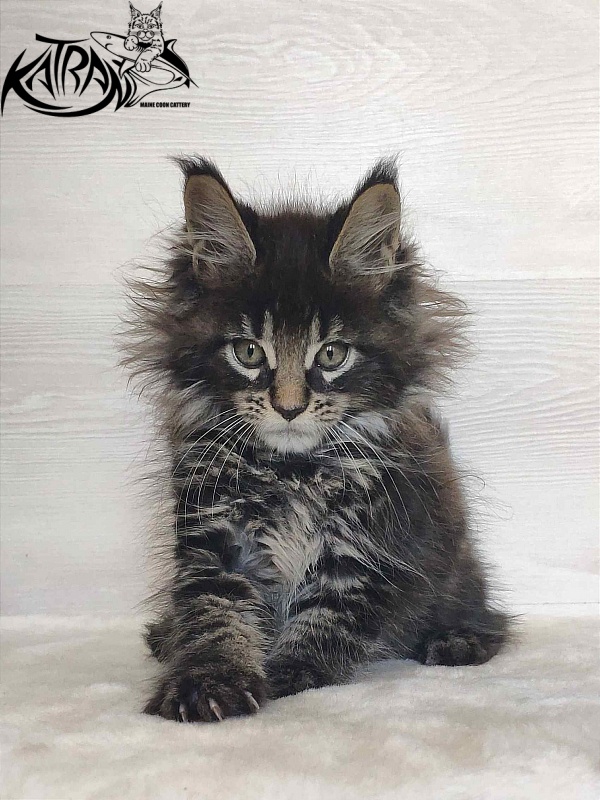 Katran Werona - Котенок мейн-кун 2 месяца
