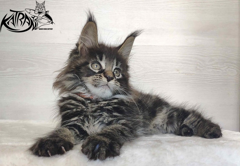 Katran Werona - Котенок мейн-кун 2 месяца