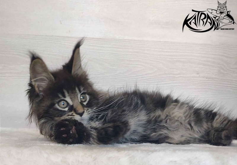 Katran Werona - Котенок мейн-кун 2 месяца