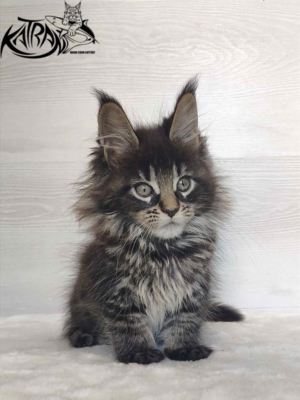 Katran Werona - Котенок мейн-кун 2 месяца