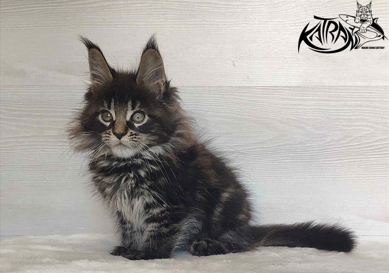 Katran Werona - Котенок мейн-кун 2 месяца