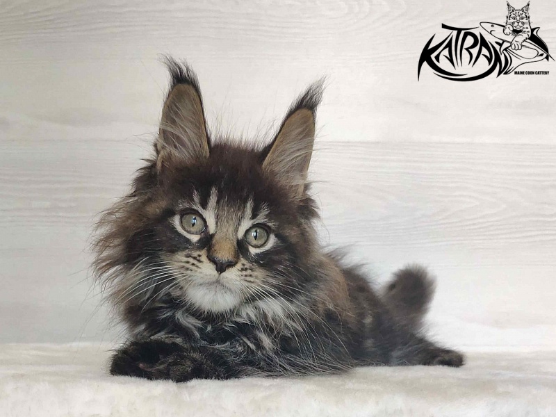 Katran Werona - Котенок мейн-кун 2 месяца