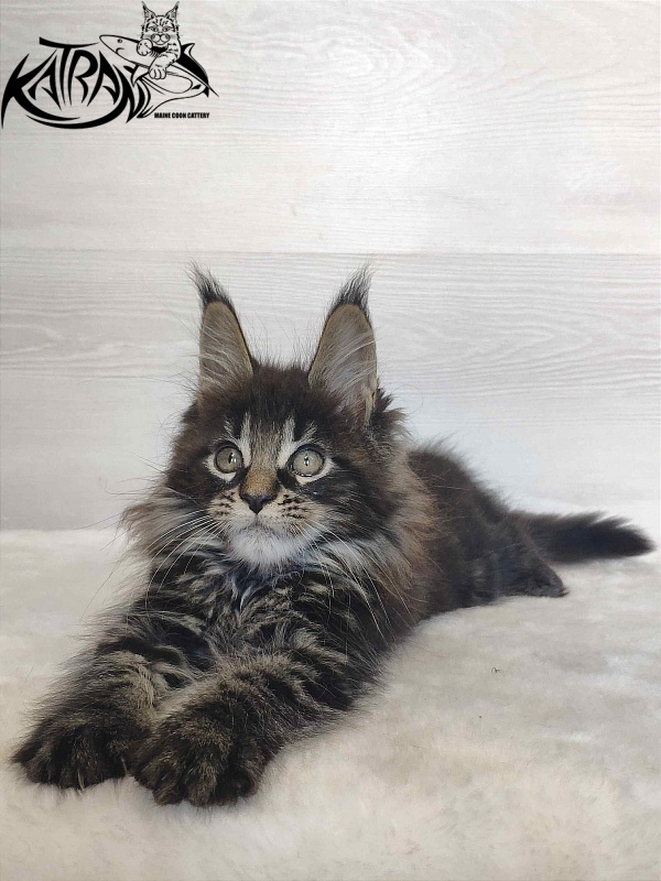 Katran Werona - Котенок мейн-кун 2 месяца