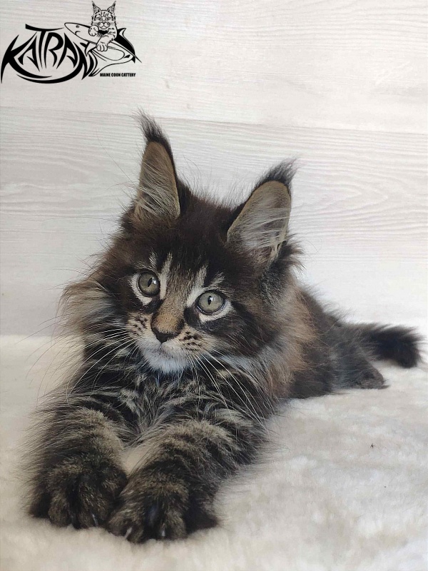 Katran Werona - Котенок мейн-кун 2 месяца