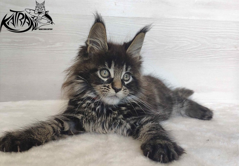 Katran Werona - Котенок мейн-кун 2 месяца