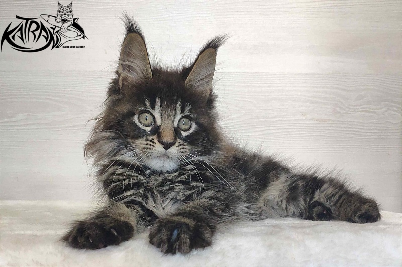 Katran Werona - Котенок мейн-кун 2 месяца