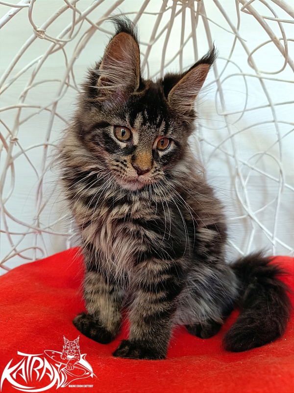 Katran Werona - Котенок мейн-кун 3 месяца 1 неделя