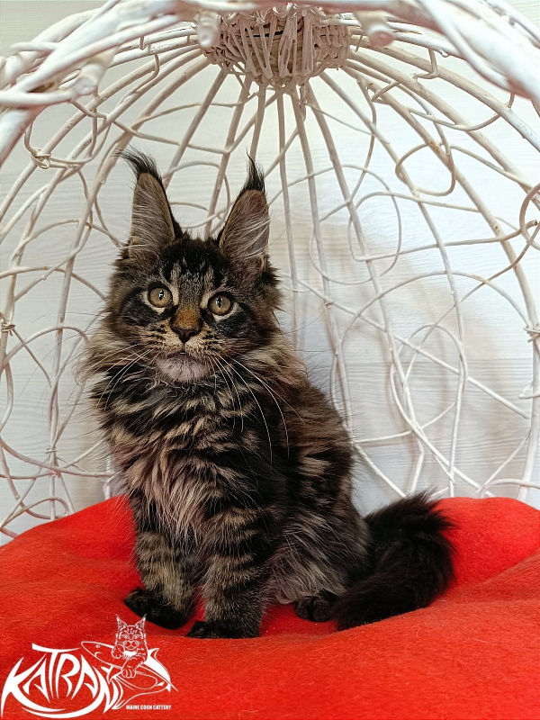 Katran Werona - Котенок мейн-кун 3 месяца 1 неделя