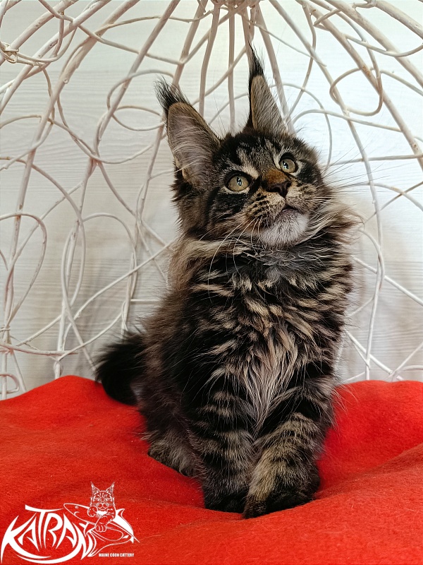 Katran Werona - Котенок мейн-кун 3 месяца 1 неделя