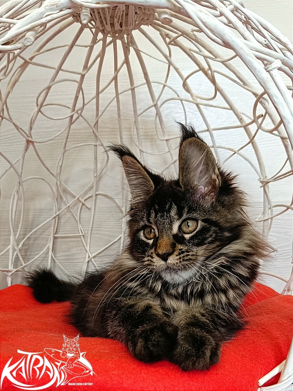 Katran Werona - Котенок мейн-кун 3 месяца 1 неделя