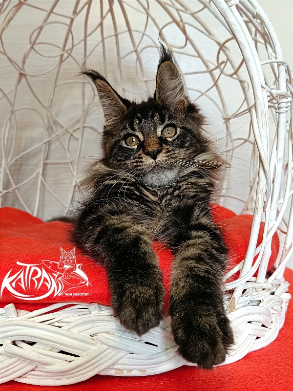 Katran Werona - Котенок мейн-кун 3 месяца 1 неделя