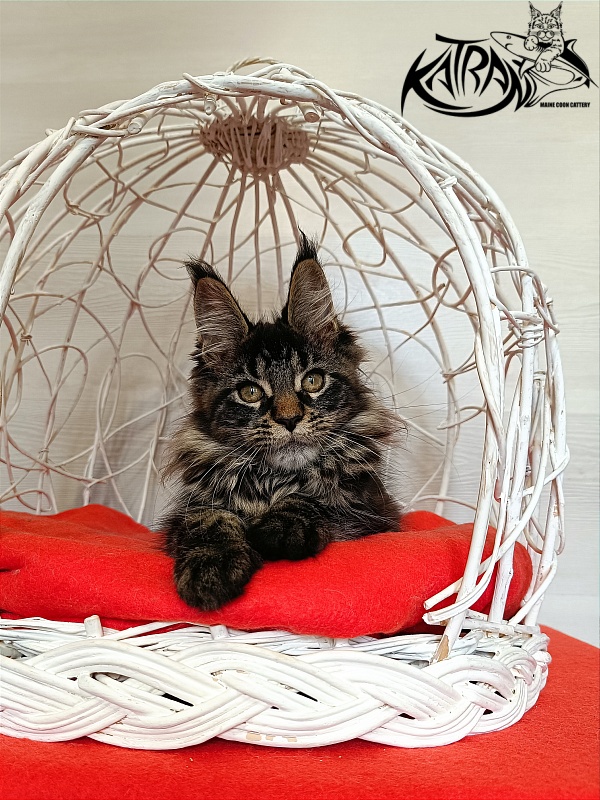 Katran Werona - Котенок мейн-кун 3 месяца 1 неделя