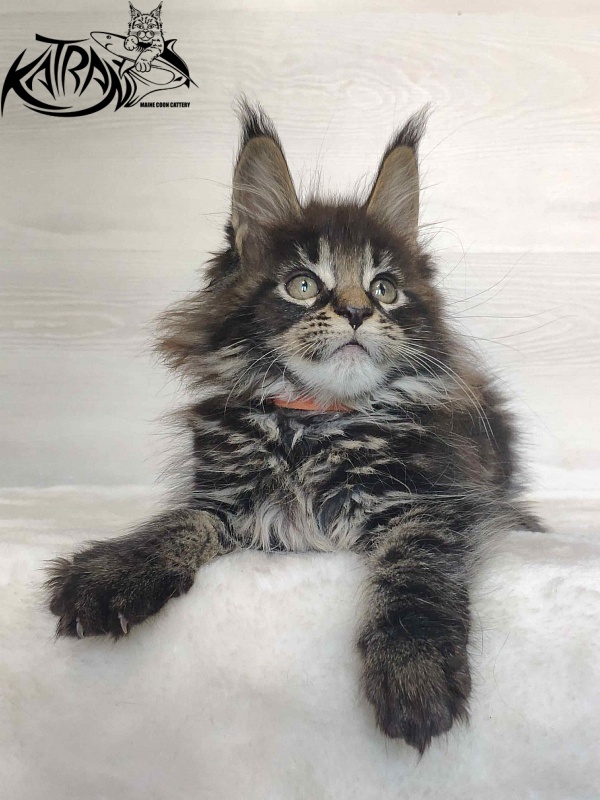 Katran Werona - Котенок мейн-кун 2 месяца