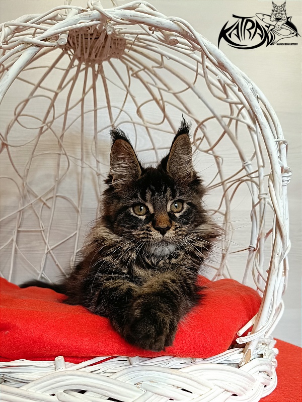 Katran Werona - Котенок мейн-кун 3 месяца 1 неделя