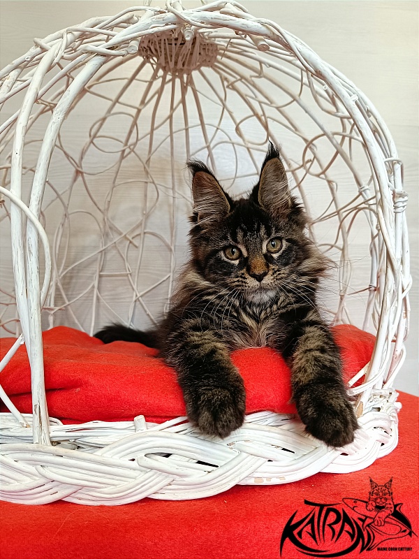 Katran Werona - Котенок мейн-кун 3 месяца 1 неделя