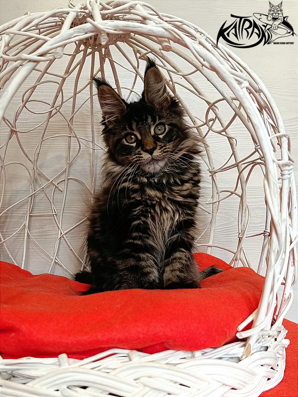 Katran Werona - Котенок мейн-кун 3 месяца 1 неделя