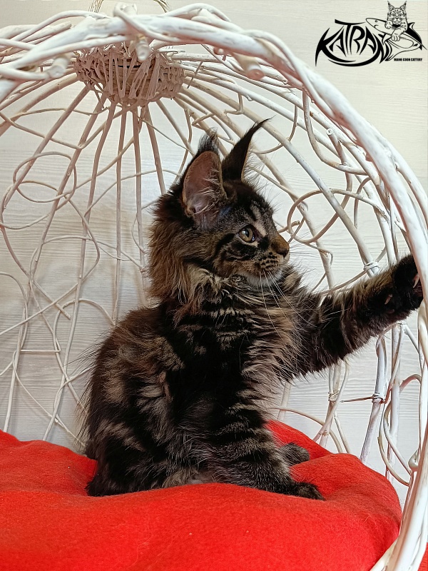 Katran Werona - Котенок мейн-кун 3 месяца 1 неделя