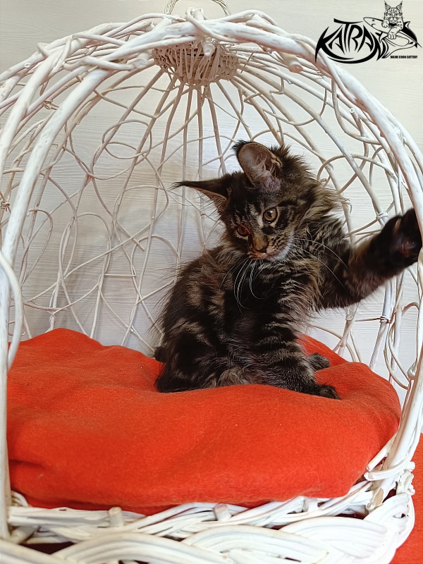 Katran Werona - Котенок мейн-кун 3 месяца 1 неделя