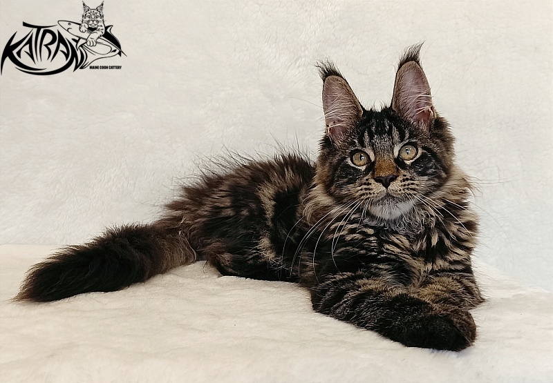 Katran Werona - Котенок мейн-кун 4 месяца