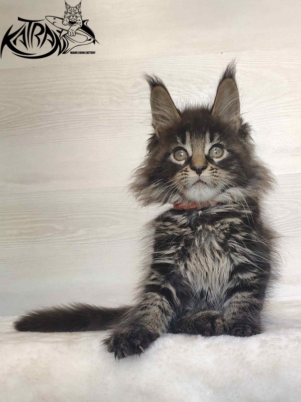 Katran Werona - Котенок мейн-кун 2 месяца