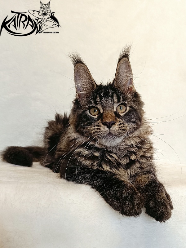 Katran Werona - Котенок мейн-кун 4 месяца
