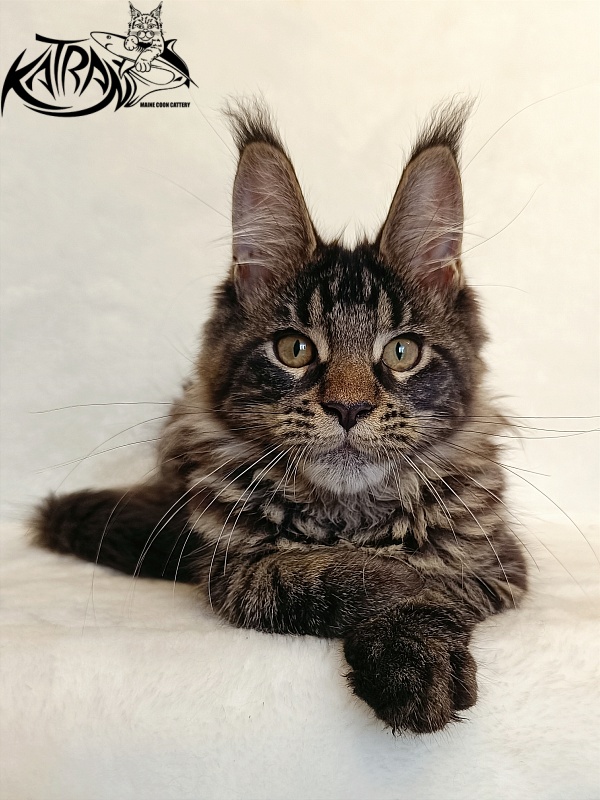 Katran Werona - Котенок мейн-кун 4 месяца