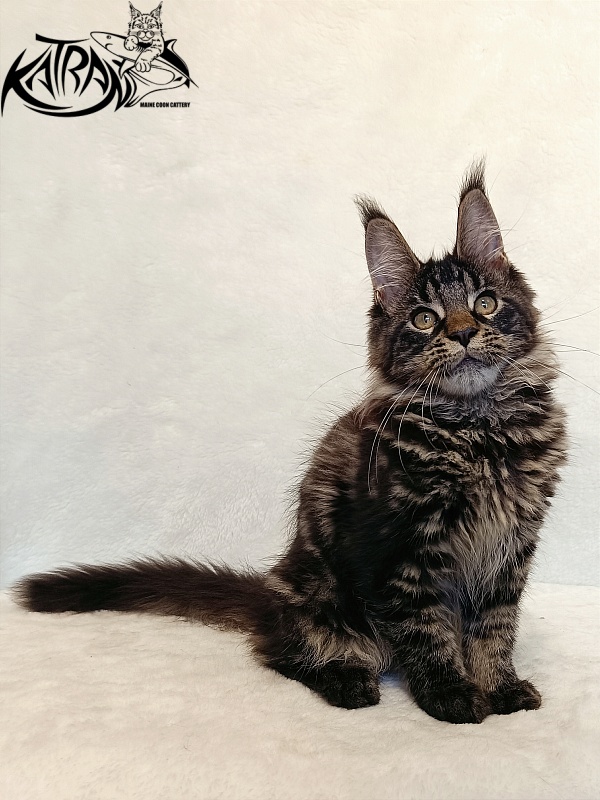 Katran Werona - Котенок мейн-кун 4 месяца