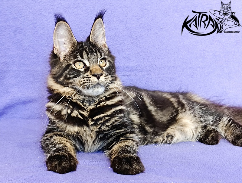 Katran Werona - Котенок мейн-кун 5 месяцев