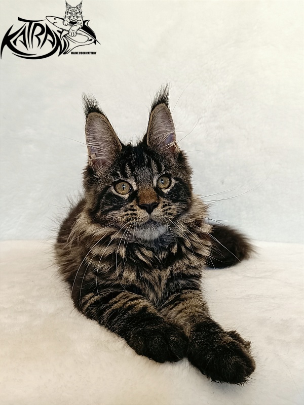 Katran Werona - Котенок мейн-кун 4 месяца