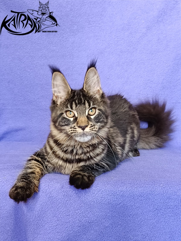 Katran Werona - Котенок мейн-кун 5 месяцев