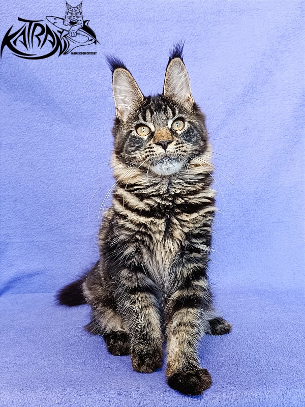 Katran Werona - Котенок мейн-кун 5 месяцев