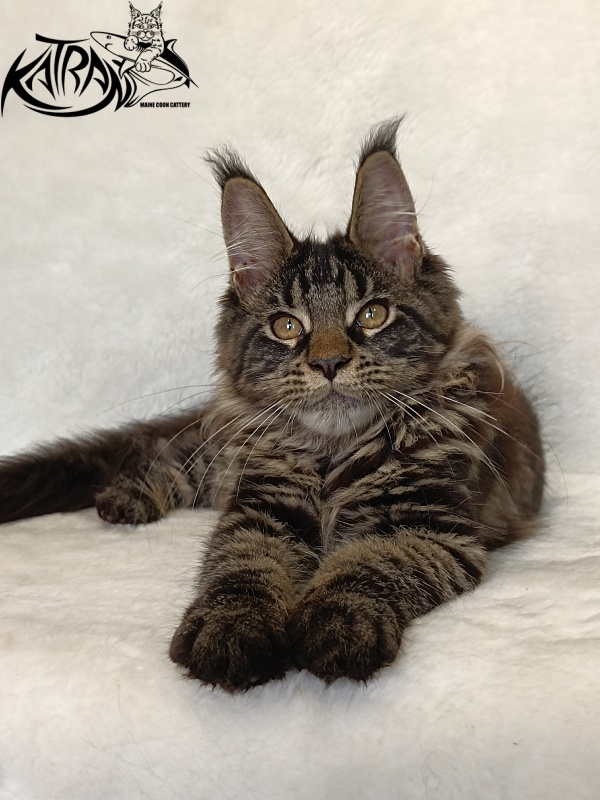 Katran Werona - Котенок мейн-кун 4 месяца