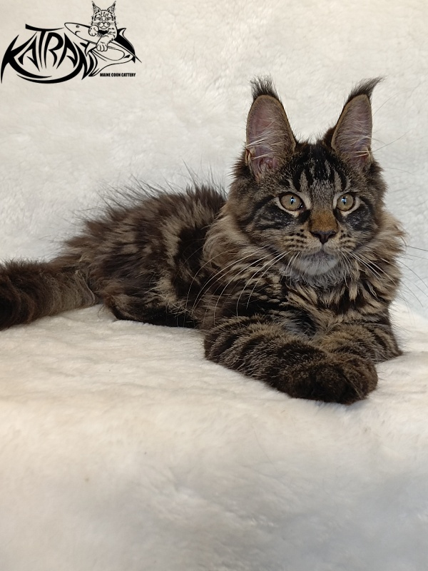 Katran Werona - Котенок мейн-кун 4 месяца