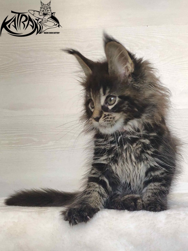 Katran Werona - Котенок мейн-кун 2 месяца
