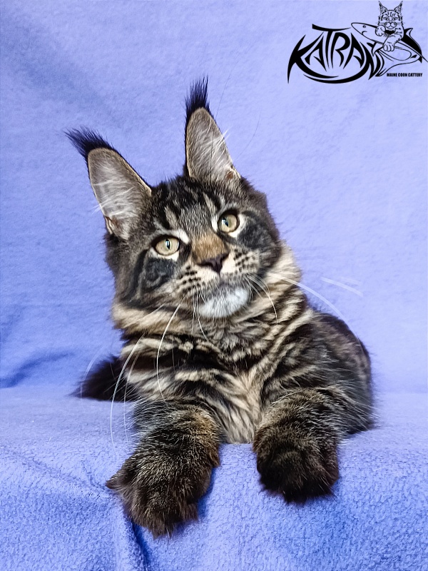 Katran Werona - Котенок мейн-кун 5 месяцев