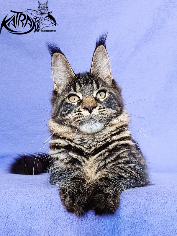 Katran Werona - Котенок мейн-кун 5 месяцев