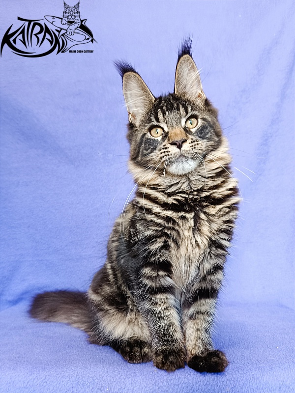 Katran Werona - Котенок мейн-кун 5 месяцев