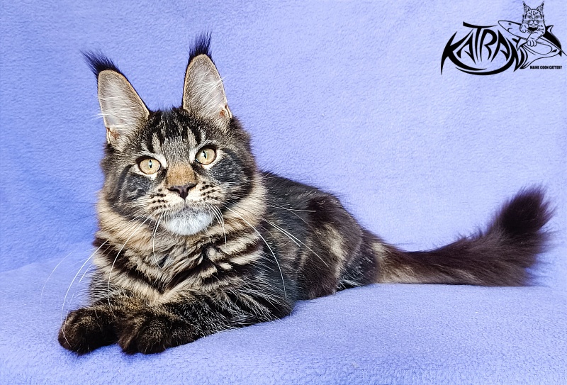 Katran Werona - Котенок мейн-кун 5 месяцев