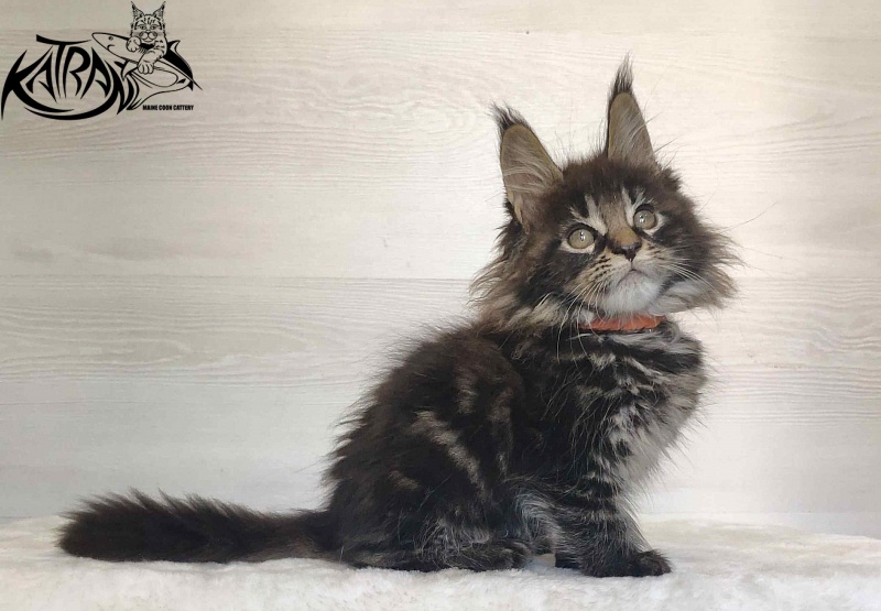 Katran Werona - Котенок мейн-кун 2 месяца