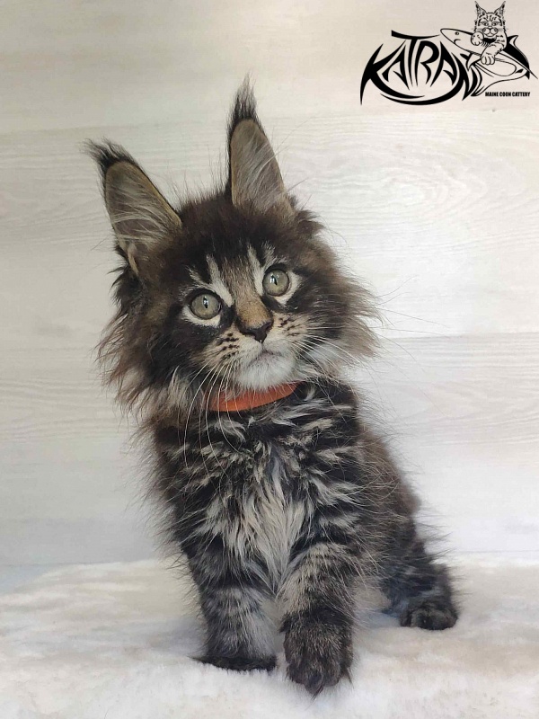Katran Werona - Котенок мейн-кун 2 месяца